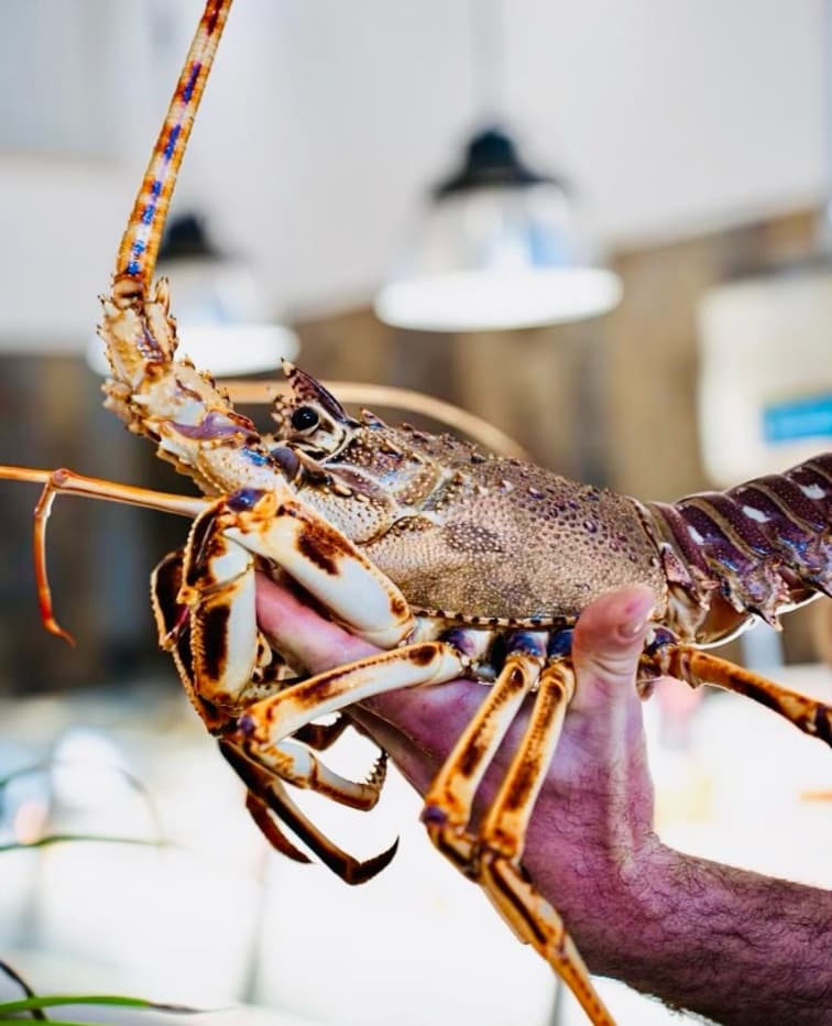 Langouste rouge vivante à l'étal